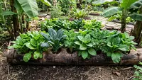 7 Cara Menanam di Batang Pisang untuk Menghasilkan Sayuran Subur dan Ramah Lingkungan