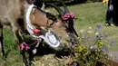 Seekor kambing memakan bunga selama mengikuti kontes kecantikan kambing di Ramygala, Lithuania, Minggu (26/6). Kambing-kambing milik warga didandani secantik mungkin dengan aneka hiasan dan pakaian khas Lithuania. (REUTERS/Ints Kalnins)
