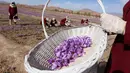 Bunga Saffron dikumpulkan dalam keranjang setelah dipanen oleh petani di distrik Karukh, Afghanistan (5/11). Bunga ini memiliki nama ilmiah Crocus Sativus yang berasal dari Mediterania timur tepatnya di Pulau Kreta. (Reuters/Mohammad Shoib)