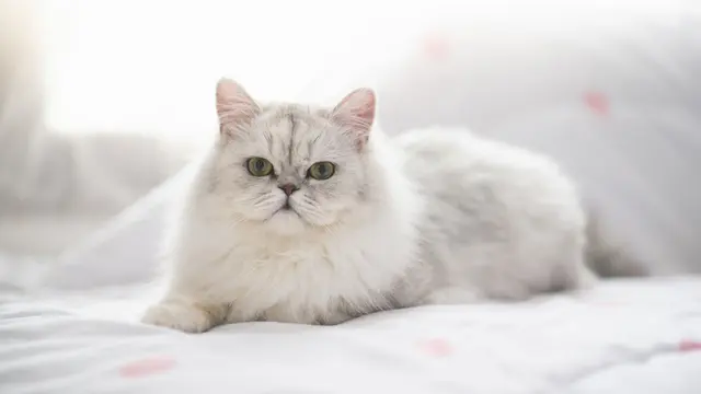 5 Ras Kucing Terpopuler yang Tepat Dijadikan Hewan Peliharaan untuk Para Pemula (4)