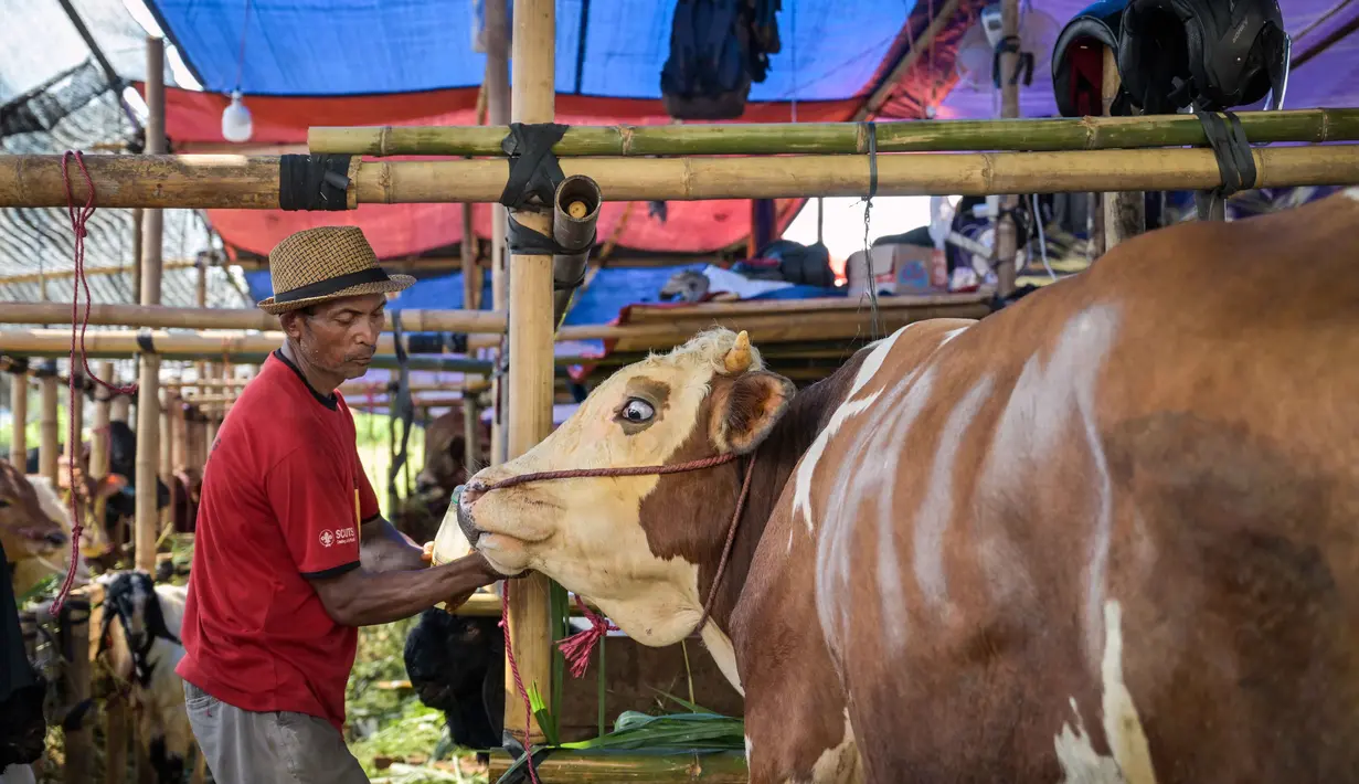 Seorang pedagang ternak memberi makan sapi di pasar ternak menjelang Idul Adha atau hari raya kurban bagi umat Muslim, di Surabaya, Jawa Timur, pada Rabu 20 Mei 2026. (JUNI KRISWANTO/AFP)