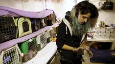 Nora Lifschitz (28), tengah memeriksa seekor kelelawar yang dirawat di rumahnya di Tel Aviv, 22 Februari 2016. Sejak dua tahun lalu, wanita Israel itu menjadikan rumahnya sebagai penampungan bagi sekitar 70 ekor kelelawar. (REUTERS/Baz Ratner)