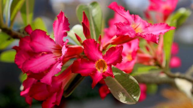 6 Tanaman Hias Pembawa Keberuntungan Yang Cocok Jadi Kado Imlek Lifestyle Liputan6 Com