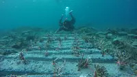 Salah satu tantangan merawat karang-karang Laut Tidore adalah para pedagang besi tua. (Liputan6.com/Hairil Hiar)