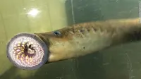 Sea lamprey yang disebut sebagai ikan vampir, (Vermont Fish & Wildlife)