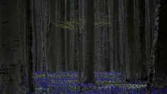 Tumbuhan baru di pohon dikelilingi bunga Bluebell, juga dikenal sebagai eceng gondok liar, saat mekar di hutan Hallerbos di Halle, Belgia, pada Senin (17/4/2023). (AP Photo/Virginia Mayo)