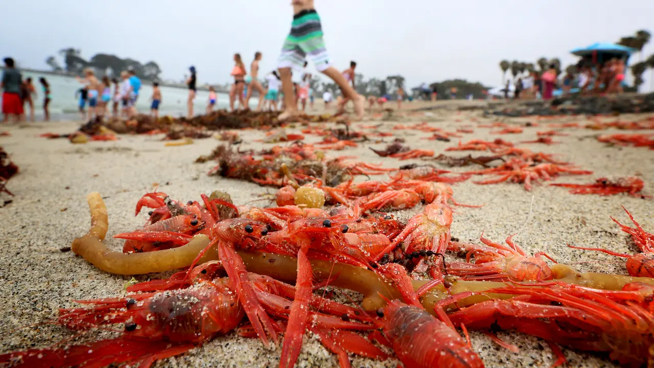 Ribuan Kepiting Merah Terdampar di Pantai California