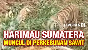 VIDEO: Detik-Detik Harimau Sumatera Hadang Eskavator