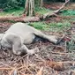 Anak gajah mati di TWA Buluh Cina. (Liputan6.com/Dok BBKSDA Riau)