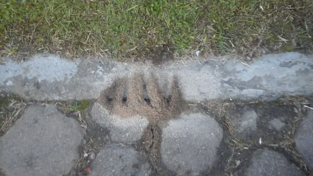 Sarang Semut Lafaz Allah
