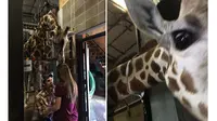 Seekor jerapah, Mili, membantu Cody Hall saat akan melamar pacarnya di Dickerson Park Zoo.