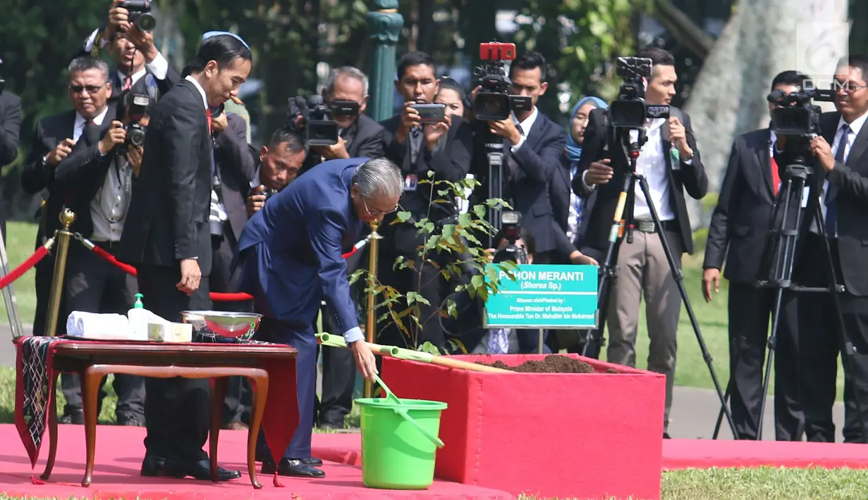 PM Malaysia, Mahathir Mohamad didampingi Presiden Joko Widodo (Jokowi) menyiram pohon yang baru mereka tanam di halaman belakang Istana Bogor, Jumat (29/6). Penanaman pohon Meranti itu dalam rangkaian penyambutan PM Mahathir. (Liputan6.com/Angga Yuniar)