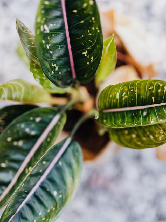 Jenis-jenis aglaonema