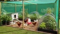 8 Model Kebun Ayam dengan Pagar Paranet yang Rapi dan Fungsional, Solusi Peternakan Rumahan