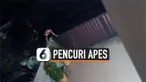 PENCURI APES