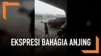 Seekor anjing menunjukkan kebahagiaan saat main air hujan untuk pertama kalinya.