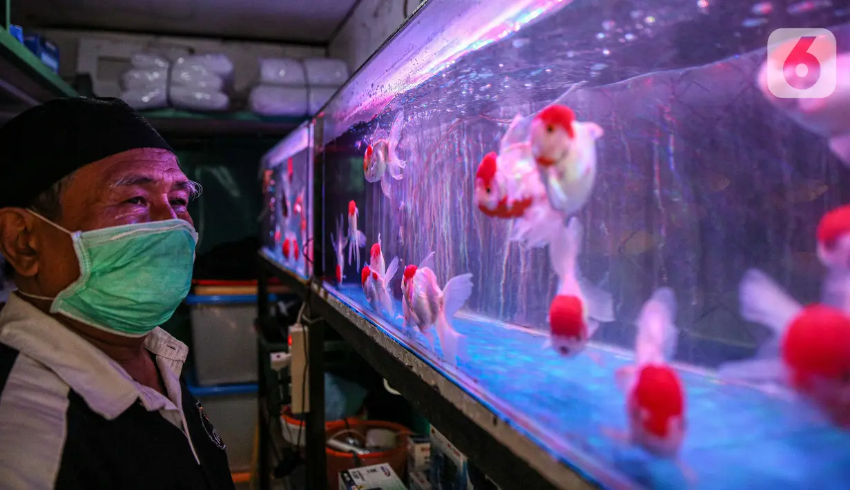 Warga melihat koleksi ikan hias yang dijual pedagang di Sentra Ikan Hias di Jalan Sumenep, Menteng, Jakarta, Sabtu (18/7/2020). Sentra ikan tersebut biasanya ramai dikunjungi warga setiap akhir pekan. (Liputan6.com/Faizal Fanani)