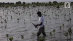 Anggota Kelompok Tani Hutan Rapi Jaya Putra menanam bibit mangrove di Pantai Tiris, Pabean Ilir, Pasekan, Indramayu, Jawa Barat, Senin (7/10/2024). (Liputan6.com/Angga Yuniar)
