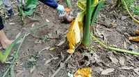 Penemuan tengkorak manusia di sebuah kebun, di Kampung Ciburuy, Desa Kubang Jaya, Kecamatan Petir, Serang, Banten, membuat geger warga. (Liputan6.com/ Yandhi Deslatama)