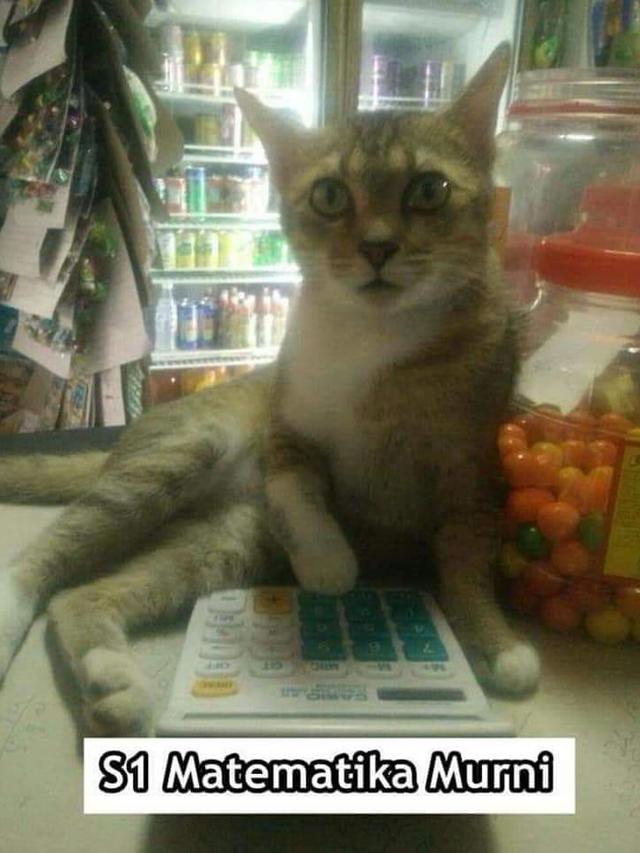 7 Meme Kelakuan Kucing Kalau Jadi Anak Kuliahan Bikin Ngakak