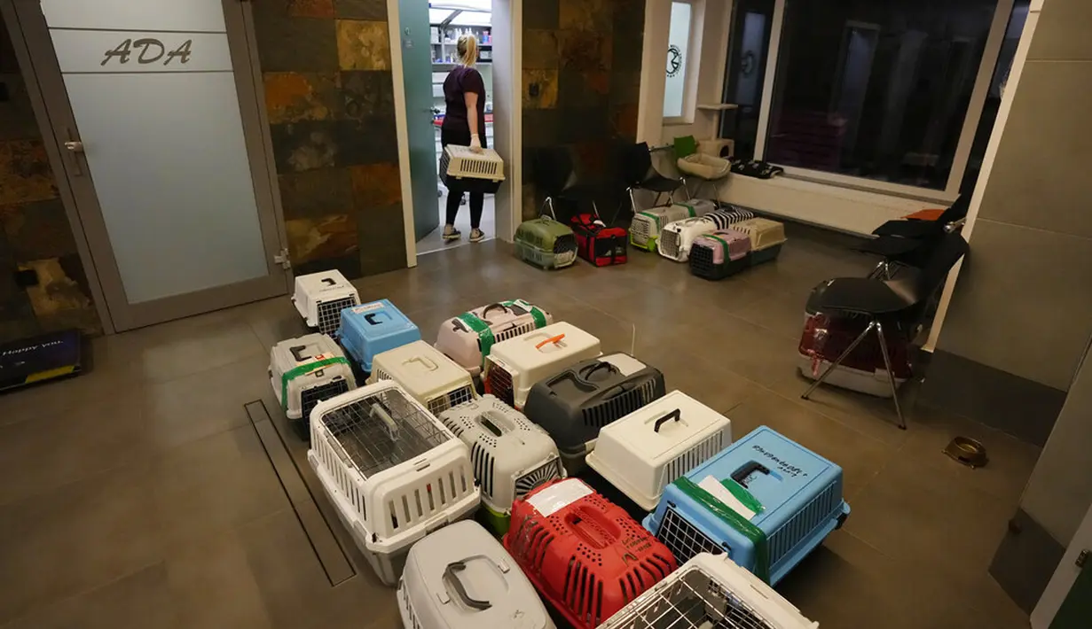 Dokter dan relawan merawat anjing dan kucing yang tiba dari Ukraina di Przemysl, Polandia, Selasa (8/3/2022). Begitu tiba di Polandia, hewan-hewan itu akan dikarantina karena banyak yang perlu divaksinasi, didaftarkan, dan beberapa dirawat karena luka dan dehidrasi. (AP Photo/Czarek Sokolowski)