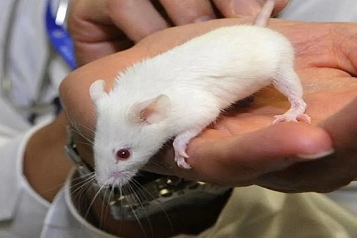 Inilah Alasan Kenapa Tikus Selalu Jadi Bahan Percobaan