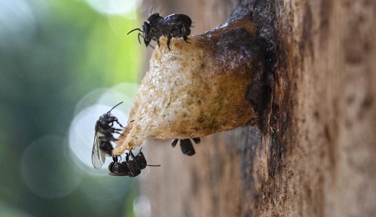 Lebah tak bersengat terlihat di sebuah peternakan lebah di Pekan Bada, provinsi Aceh (20/2/2022). (AFP/Chaideer Mahyuddin)