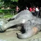 Berjalan Sendirian Sejauh 1700 Km, Gajah Ini Akhirnya Tewas