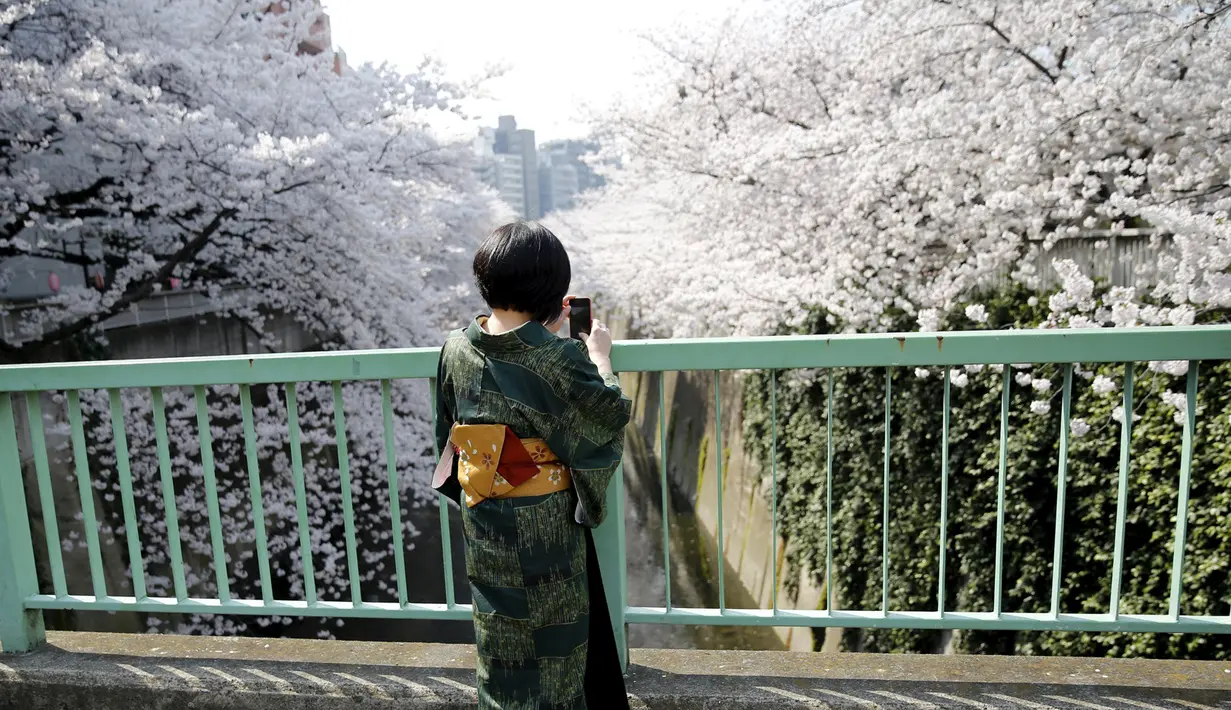 Seorang wanita berpakaian kimono memotret keindahan bunga Sakura yang bermekaran di Tokyo, Jepang, Senin (30/3/2015). (REUTERS/Toru Hanai)