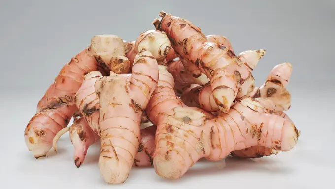 tanaman obat lengkuas laos