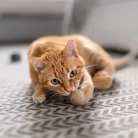 Ilustrasi kucing botak/Copyright shutterstock/Magui RF