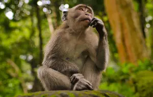 Spesies Baru Monyet Ditemukan di Hutan Kongo