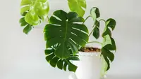 7 Tips Merawat Monstera agar Daunnya Tidak Menguning dan Tumbuh Lebih Sehat