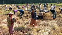 Warga membantu panen padi di persawahan Susun Beji, Kedu, Temanggung, Jateng. Warga desa sekitar membantu panen agar mendapatkan jerami untuk pakan ternak akibat sulitnya rumput saat kemarau.(Antara)