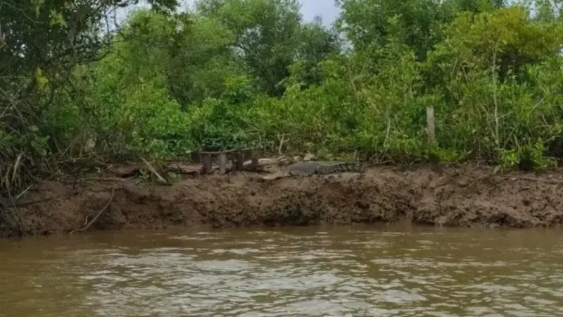 Buaya berjemur di depan dermaga Pos AL, Klaces, Kampung Laut, Cilacap. (Foto: Liputan6.com/Istimewa)