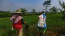 Dengan adanya perpres baru tersebut, pemerintah akan memangkas 145 regulasi yang sebelumnya memperlambat penyaluran pupuk subsidi ke petani. (merdeka.com/Arie Basuki)