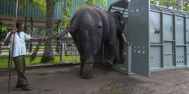 Gajah Thailand kembali ke rumah setelah dua dekade di Sri Lanka