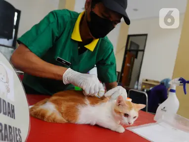 Petugas menyuntikkan vaksin rabies ke seekor kucing milik warga saat kegiatan Vaksinasi Rabies Massal Gratis se-Kota Depok di Kantor kecamatan Cinere, Depok, Jawa Barat, Sabtu (18/11/2023). (merdeka.com/ Arie Basuki)