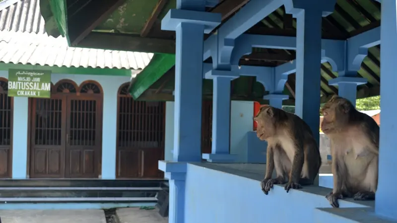 Kera di tempat berwudu depan Masjid Saka Tunggal, Cikakak. (Foto: Liputan6.com/Muhamad Ridlo)