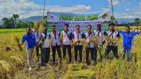 Foto: Manajemen Kopdit Swasti Sari saat menggelar panen raya padi bersama petani di Oepoli, Kecamatan Amfoang Timur, Kabupaten Kupang, NTT (Liputan6.com/Ola Keda)