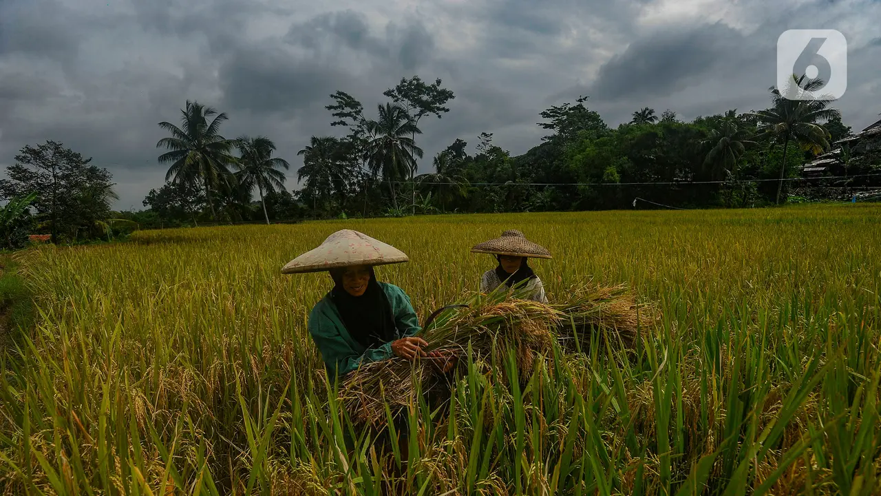 Panen Padi jenis Ciherang di Leuweung Kolot, Bogor, Jawa Barat