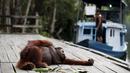 Seekor orang utan betina bermalas-malasan ketika rombongan wisatawan tiba di Taman Nasional Tanjung Puting, Kalimantan Tengah, pada Selasa (16/6/2015). (REUTERS/Darren Whiteside)
