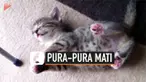 Tingkah menggemaskan dilakukan anak kucing ini. Ia pura-pura mati agar kucing lainnya berhenti mengganggunya.
