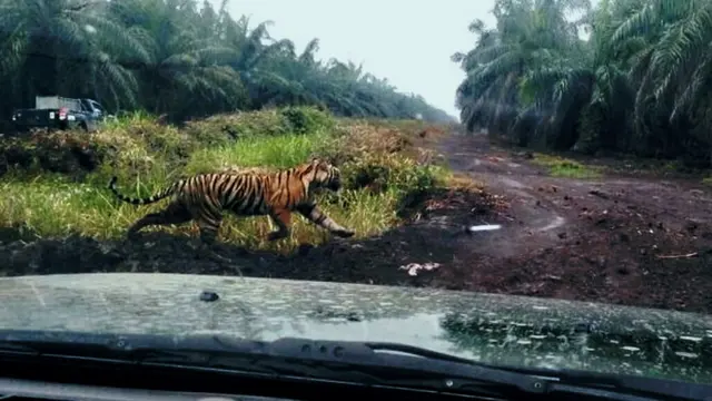 Harimau menerkam manusia