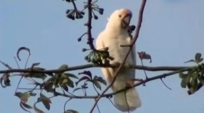 Burung kakatua jambul kuning yang kini begitu langka di muka bumi ini bahkan hanya tinggal 20 ekor saja.