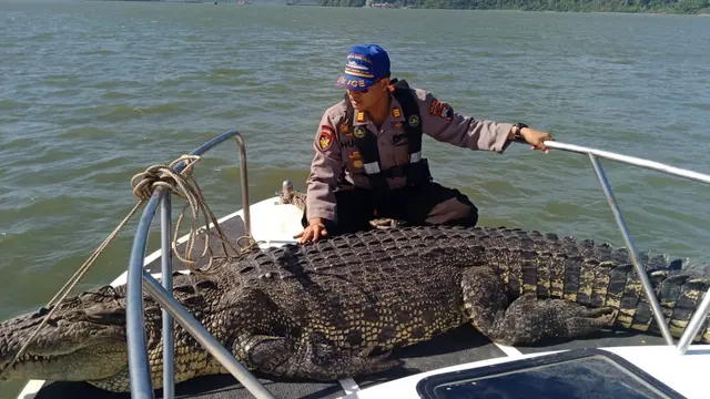 Buaya 4,2 meter yang terjerat jaring nelayan dievakuasi oleh Satuan Polairud Polres Cilacap. (Foto: Liputan6.com/Polres Cilacap/Muhamad Ridlo)