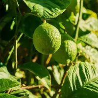 Lime Tree (Image by NakNakNak on Pixabay)