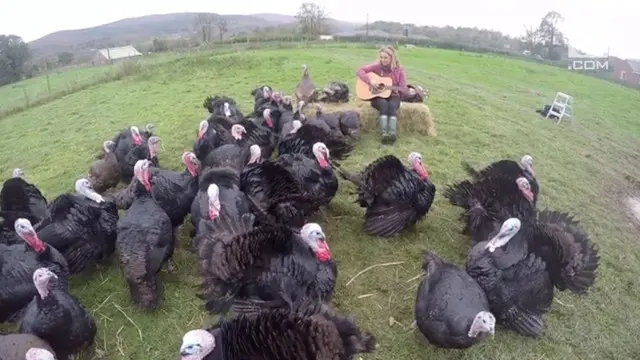 Metode ini membuat ayam tetap tenang saat dipasok  ke seluruh daerah sebelum Natal.