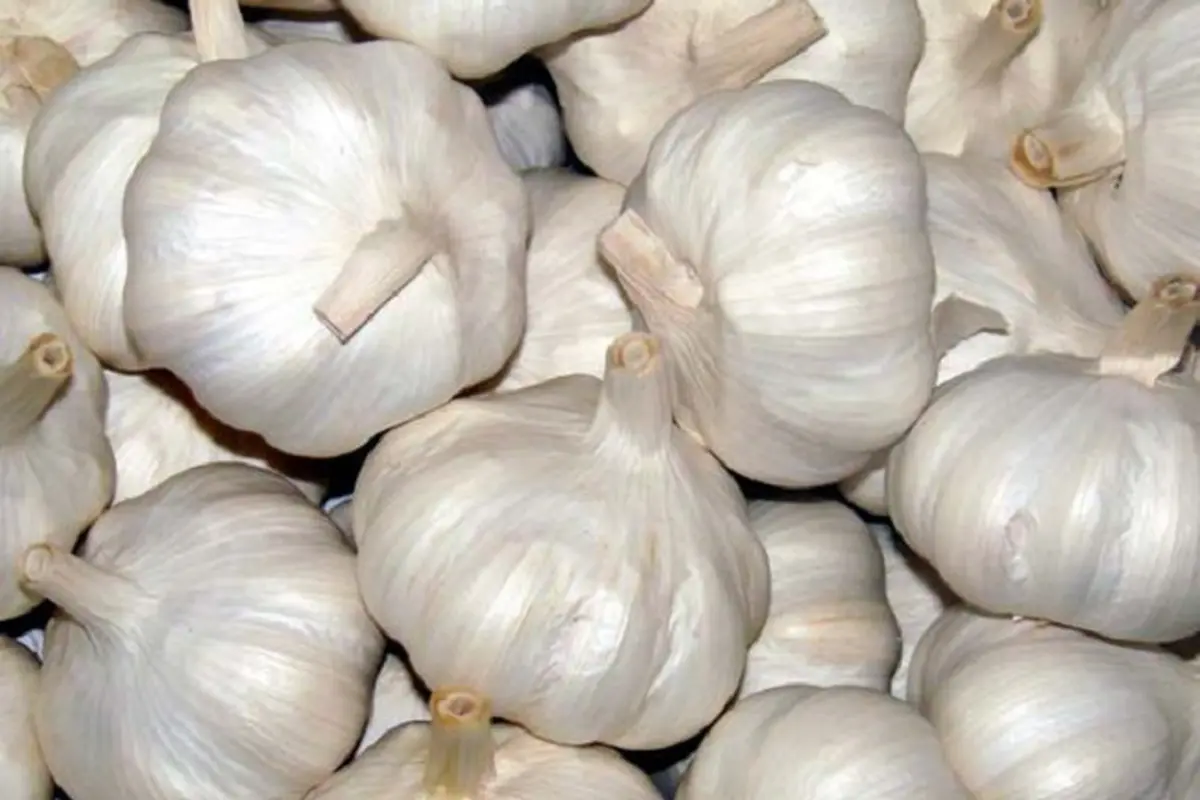 bawang putih