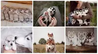 Bayi-bayi anjing Siberian Husky yang menggemaskan. (Bored Panda)